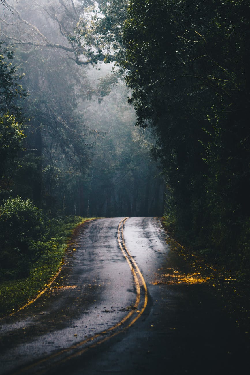 photo of gray concrete road in the middle of jungle during daylight